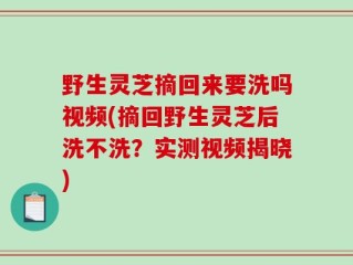 野生灵芝摘回来要洗吗视频(摘回野生灵芝后洗不洗？实测视频揭晓)