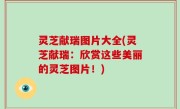 灵芝献瑞图片大全(灵芝献瑞：欣赏这些美丽的灵芝图片！)