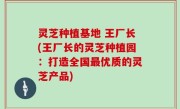 灵芝种植基地 王厂长(王厂长的灵芝种植园：打造全国最优质的灵芝产品)