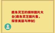 鹿角灵芝的模样图片大全(鹿角灵芝图片集，探索美丽与神秘)