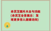 赤灵芝图片大全与功能(赤灵芝全景展示：发现更多惊人健康功效)