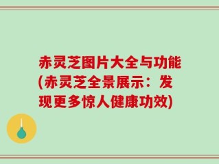 赤灵芝图片大全与功能(赤灵芝全景展示：发现更多惊人健康功效)