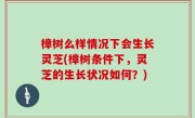 樟树么样情况下会生长灵芝(樟树条件下，灵芝的生长状况如何？)