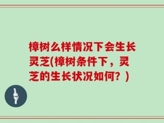 樟树么样情况下会生长灵芝(樟树条件下，灵芝的生长状况如何？)