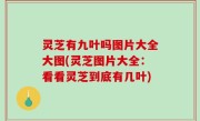 灵芝有九叶吗图片大全大图(灵芝图片大全：看看灵芝到底有几叶)