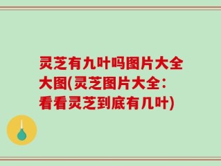 灵芝有九叶吗图片大全大图(灵芝图片大全：看看灵芝到底有几叶)