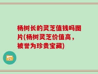 杨树长的灵芝值钱吗图片(杨树灵芝价值高，被誉为珍贵宝藏)