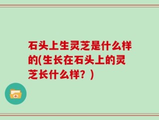石头上生灵芝是什么样的(生长在石头上的灵芝长什么样？)