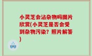 小灵芝会沾杂物吗图片欣赏(小灵芝是否会受到杂物污染？照片解答)