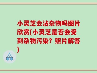 小灵芝会沾杂物吗图片欣赏(小灵芝是否会受到杂物污染？照片解答)