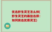 优选野生灵芝怎么样(野生灵芝的最佳选择：如何挑选优质灵芝)