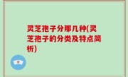 灵芝孢子分那几种(灵芝孢子的分类及特点简析)