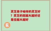 灵芝孢子啥样的灵芝好？灵芝的冠越大越好还是径越大越好