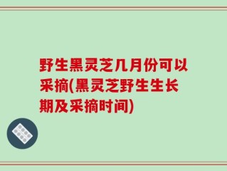 野生黑灵芝几月份可以采摘(黑灵芝野生生长期及采摘时间)