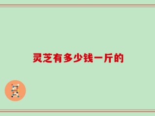 灵芝有多少钱一斤的