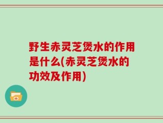 野生赤灵芝煲水的作用是什么(赤灵芝煲水的功效及作用)