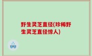 野生灵芝直径(珍稀野生灵芝直径惊人)
