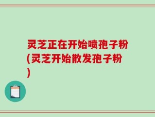 灵芝正在开始喷孢子粉(灵芝开始散发孢子粉)