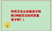 种灵芝怎么收集孢子粉呢(种植灵芝如何采集孢子粉？)