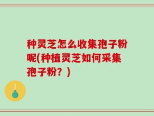 种灵芝怎么收集孢子粉呢(种植灵芝如何采集孢子粉？)