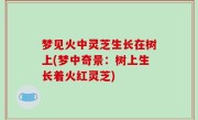 梦见火中灵芝生长在树上(梦中奇景：树上生长着火红灵芝)