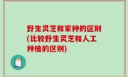 野生灵芝和家种的区别(比较野生灵芝和人工种植的区别)