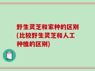野生灵芝和家种的区别(比较野生灵芝和人工种植的区别)