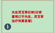 大庄灵芝草红娘(红娘重现辽宁大庄，灵芝草治疗效果显著)