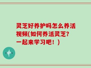 灵芝好养护吗怎么养活视频(如何养活灵芝？一起来学习吧！)