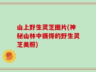 山上野生灵芝图片(神秘山林中摄得的野生灵芝美照)