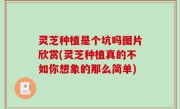 灵芝种植是个坑吗图片欣赏(灵芝种植真的不如你想象的那么简单)