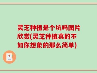 灵芝种植是个坑吗图片欣赏(灵芝种植真的不如你想象的那么简单)