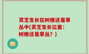 灵芝生长在树根还是草丛中(灵芝生长位置：树根还是草丛？)