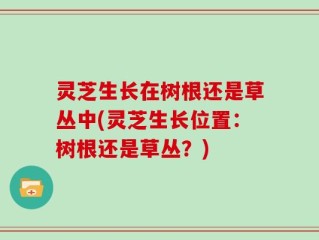灵芝生长在树根还是草丛中(灵芝生长位置：树根还是草丛？)