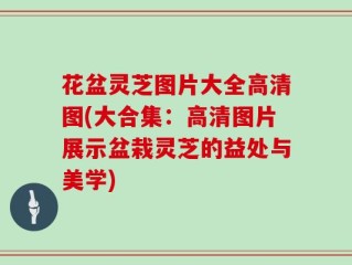 花盆灵芝图片大全高清图(大合集：高清图片展示盆栽灵芝的益处与美学)