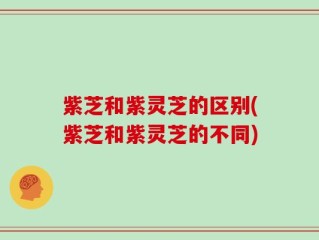 紫芝和紫灵芝的区别(紫芝和紫灵芝的不同)