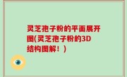 灵芝孢子粉的平面展开图(灵芝孢子粉的3D结构图解！)