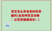 灵芝怎么养自家的花芽图片(自家种灵芝攻略：让花芽健康成长！)