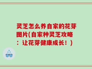 灵芝怎么养自家的花芽图片(自家种灵芝攻略：让花芽健康成长！)