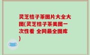 灵芝桔子茶图片大全大图(灵芝桔子茶美图一次性看 全网最全图库)
