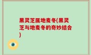 黑灵芝属地麦冬(黑灵芝与地麦冬的奇妙结合)