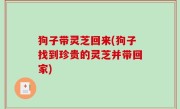狗子带灵芝回来(狗子找到珍贵的灵芝并带回家)