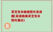 灵芝生长精美照片高清图(高清精美灵芝生长照片展示)