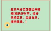 趁天气好灵芝翻出来晒晒(晴天好时节，恰好采摘灵芝：走近自然，拥抱健康。)