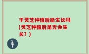 干灵芝种植后能生长吗(灵芝种植后是否会生长？)