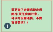 灵芝碰了会死吗能吃吗图片(灵芝食用注意，可以吃但需谨慎，不要盲目尝试！)