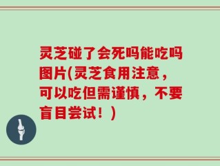 灵芝碰了会死吗能吃吗图片(灵芝食用注意，可以吃但需谨慎，不要盲目尝试！)