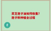 灵芝孢子油如何收集？孢子粉种植全过程