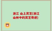 浙江 山上灵芝(浙江山林中的灵芝奇迹)