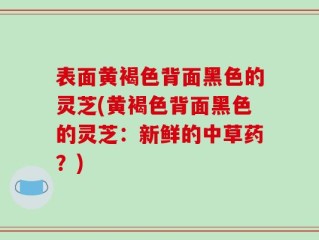 表面黄褐色背面黑色的灵芝(黄褐色背面黑色的灵芝：新鲜的中草药？)